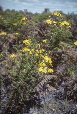 APII jpeg image of Senecio pinnatifolius  © contact APII