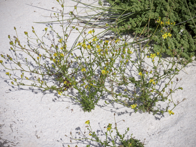 APII jpeg image of Senecio pinnatifolius var. maritimus  © contact APII