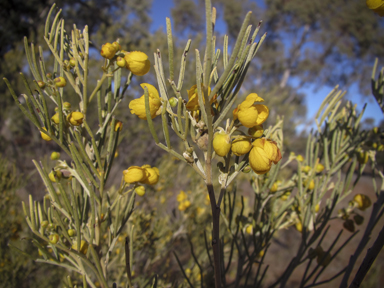 APII jpeg image of Senna artemisioides  © contact APII