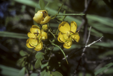 APII jpeg image of Senna pendula  © contact APII