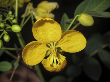 APII jpeg image of Senna planitiicola  © contact APII