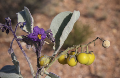 APII jpeg image of Solanum ellipticum  © contact APII