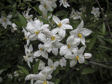 APII jpeg image of Solanum laxum  © contact APII