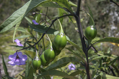 APII jpeg image of Solanum laciniatum  © contact APII