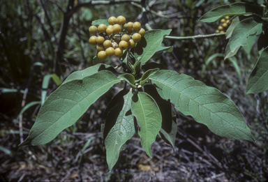 APII jpeg image of Solanum mauritianum  © contact APII