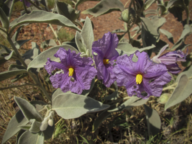 APII jpeg image of Solanum phlomoides  © contact APII