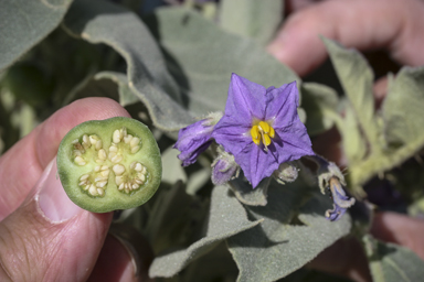 APII jpeg image of Solanum quadriloculatum  © contact APII