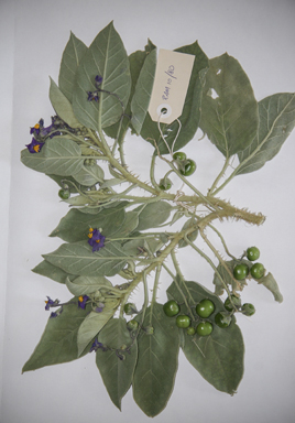 APII jpeg image of Solanum quadriloculatum  © contact APII