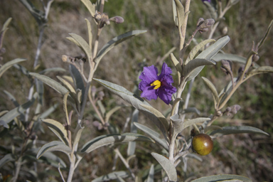 APII jpeg image of Solanum sturtianum  © contact APII