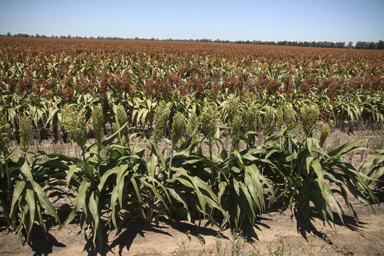 APII jpeg image of Sorghum bicolor  © contact APII