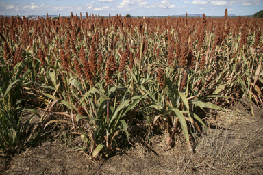 APII jpeg image of Sorghum bicolor  © contact APII