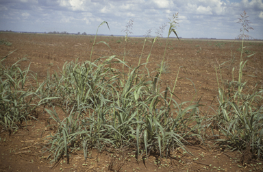 APII jpeg image of Sorghum halepense  © contact APII