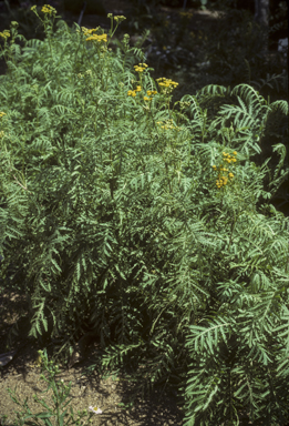 APII jpeg image of Tanacetum vulgare  © contact APII