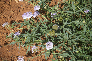 APII jpeg image of Trachymene cyanantha  © contact APII