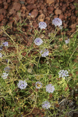 APII jpeg image of Trachymene cyanantha  © contact APII