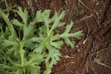 APII jpeg image of Trachymene glaucifolia  © contact APII