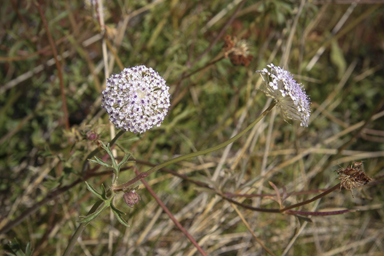 APII jpeg image of Trachymene glaucifolia  © contact APII