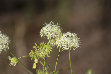 APII jpeg image of Trachymene ochracea  © contact APII