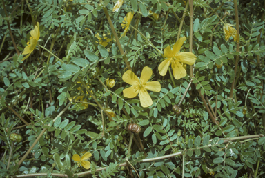 APII jpeg image of Tribulus micrococcus  © contact APII