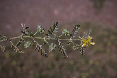 APII jpeg image of Tribulus terrestris  © contact APII