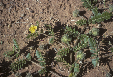 APII jpeg image of Tribulus terrestris  © contact APII