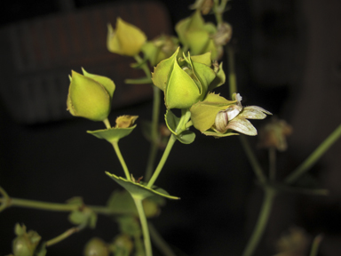 APII jpeg image of Goodenia connata  © contact APII