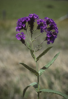 APII jpeg image of Verbena rigida  © contact APII