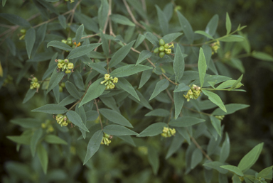 APII jpeg image of Wikstroemia indica  © contact APII