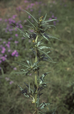 APII jpeg image of Xanthium spinosum  © contact APII