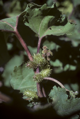 APII jpeg image of Xanthium strumarium  © contact APII