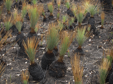 APII jpeg image of Xanthorrhoea australis  © contact APII