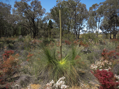 APII jpeg image of Xanthorrhoea glauca subsp. angustifolia  © contact APII