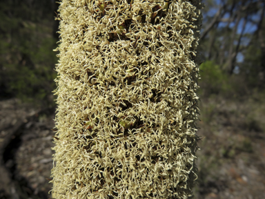 APII jpeg image of Xanthorrhoea glauca subsp. angustifolia  © contact APII