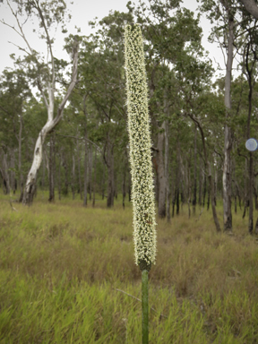 APII jpeg image of Xanthorrhoea johnsonii  © contact APII