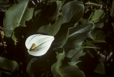 APII jpeg image of Zantedeschia aethiopica  © contact APII