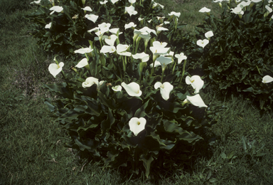 APII jpeg image of Zantedeschia aethiopica  © contact APII