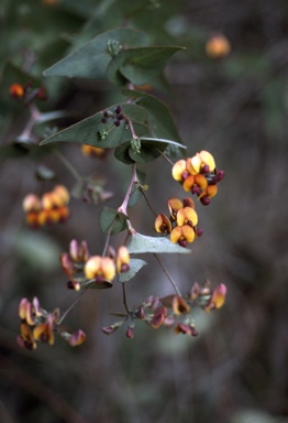 APII jpeg image of Daviesia cordata  © contact APII