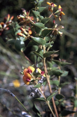 APII jpeg image of Daviesia crenulata  © contact APII