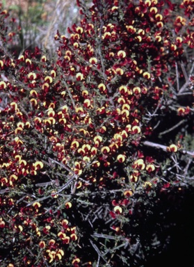 APII jpeg image of Daviesia dielsii  © contact APII