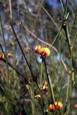 APII jpeg image of Daviesia major  © contact APII