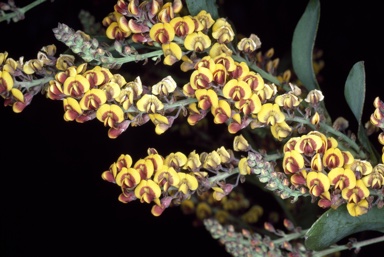 APII jpeg image of Daviesia latifolia  © contact APII