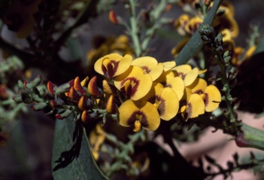 APII jpeg image of Daviesia latifolia  © contact APII