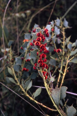 APII jpeg image of Daviesia rhombifolia  © contact APII