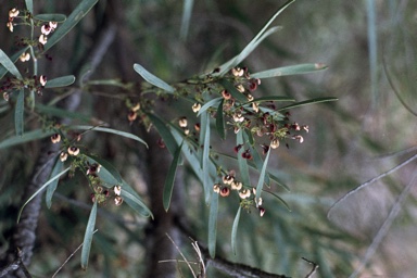 APII jpeg image of Daviesia stricta  © contact APII