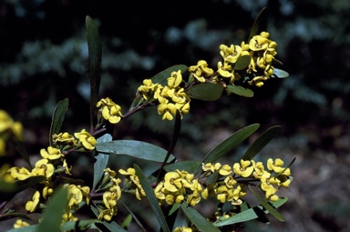 APII jpeg image of Daviesia suaveolens  © contact APII