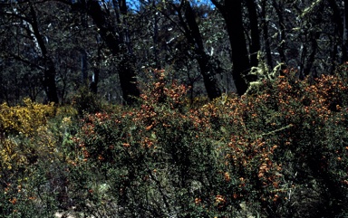 APII jpeg image of Daviesia ulicifolia subsp. ruscifolia  © contact APII