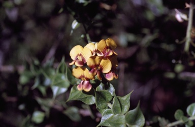 APII jpeg image of Daviesia umbellulata  © contact APII