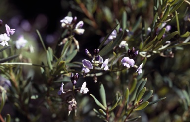 APII jpeg image of Glycine clandestina  © contact APII