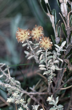 APII jpeg image of Olearia phlogopappa  © contact APII