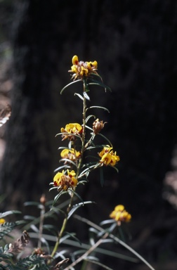 APII jpeg image of Pultenaea paleacea  © contact APII